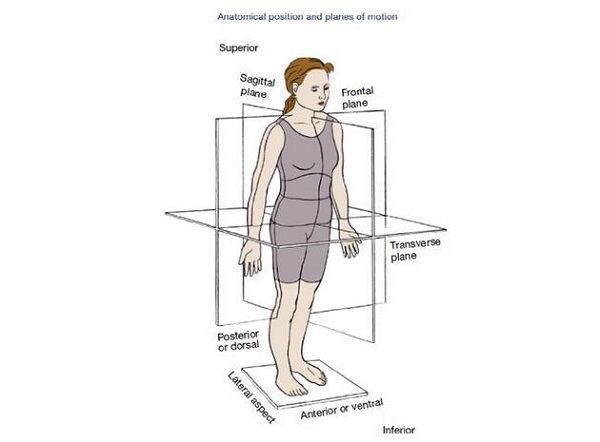 Series of orthopaedic knowledge introduction -anatomy
