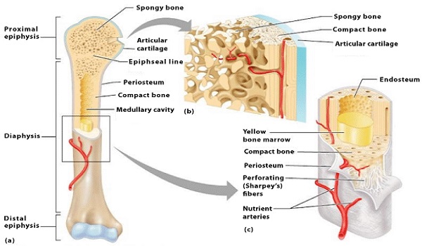 Series of orthopaedic knowledge introduction (Ⅳ)