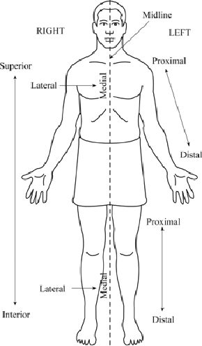 One great scientist said, to understand orthopaedic medicine, one must first understand anatomy, and to understand anatomy, one must first understand its history and development. Medical records of anatomy began from Hippocrates, a famous ancient Greek doctor, who believed that the heart had two chambers and two chambers. Aristotle, another Greek scholar, did an animal dissection, suggesting that the heart is the center of blood circulation, and distinguishing nerves from tendons, but he mistakenly applied the results of animal dissection to the human body. And, ancient Greek medical scientist Herophilus, he found and named " duodenum," he named "prostate", "the ciliary body", "retina", "lacteal and lymphatic", studying the liver and pancreas, and female uterus and fallopian tubes. Galen's Classic of Medicine was an authoritative masterpiece of Western medicine before the 16th century. There were many anatomical records in the book, such as clear records of blood flow, nerve branches and other organs. However, because the information was mainly from animal anatomy, there were still many mistakes. From 15th to 16th century, European Renaissance period, anatomy has a vigorous development, such as Leonardo Da Vinci had studied more than 30 corpses, filling human body pipe with wax, thus proving that blood vessels originates from the heart. Also, the atlas of human bone anatomy he made was an epoch-making masterpiece. Andreas Vesalius was the founder of the modern anatomy, he personally engaged in human body anatomy, finally in 1543 published the "human body", which systematically corrects the errors of popular argument, creating a new way for the development of medicine. In the 17th century, William Harvey first proposed that the cardiovascular system is a closed system of pipes, which had a huge impact to make anatomy into an independent discipline. In the 19th century, Darwin's "Origin of Species", and other great works were published, which established a new theory about human origin and evolution, and made the exploration of human body morphology and structure. The influence of these masterpieces has been continued to this day. The invention of the Electron Microscope in the 20th century brought morphological research, reaching the cellular and subcellular levels and the molecular level. The development of morphological science is gradually expanded with the continuous progress of new technologies and the continuous appearance of innovative methods, forming three different stages marked by macroscopic anatomy, microscopic anatomy and ultrastructural anatomy. With the development of science and technology and the improvement of research methods, the application of X-ray in medicine keeps pace with the times. X-ray computed tomography drives the progress of the sectional anatomy. Morphological structure and mechanics principle is used to analyze the skeleton, the basis of the principle of fluid mechanics research of cardiovascular morphology is along with the development of medicine to put forward the new requirements of anatomy. As a leading medical implants company in China,Double Medical supply professional orthopedic surgical solutions, if you 're intested in more orthopaedic medicine knowledge, follow us and welcome to visit our website:www.doublemedicalgp.com.