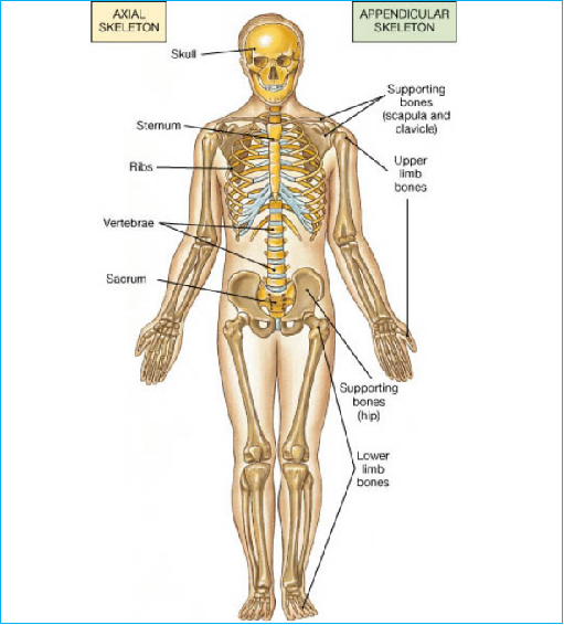 One great scientist said, to understand orthopaedic medicine, one must first understand anatomy, and to understand anatomy, one must first understand its history and development. Medical records of anatomy began from Hippocrates, a famous ancient Greek doctor, who believed that the heart had two chambers and two chambers. Aristotle, another Greek scholar, did an animal dissection, suggesting that the heart is the center of blood circulation, and distinguishing nerves from tendons, but he mistakenly applied the results of animal dissection to the human body. And, ancient Greek medical scientist Herophilus, he found and named " duodenum," he named "prostate", "the ciliary body", "retina", "lacteal and lymphatic", studying the liver and pancreas, and female uterus and fallopian tubes. Galen's Classic of Medicine was an authoritative masterpiece of Western medicine before the 16th century. There were many anatomical records in the book, such as clear records of blood flow, nerve branches and other organs. However, because the information was mainly from animal anatomy, there were still many mistakes. From 15th to 16th century, European Renaissance period, anatomy has a vigorous development, such as Leonardo Da Vinci had studied more than 30 corpses, filling human body pipe with wax, thus proving that blood vessels originates from the heart. Also, the atlas of human bone anatomy he made was an epoch-making masterpiece. Andreas Vesalius was the founder of the modern anatomy, he personally engaged in human body anatomy, finally in 1543 published the "human body", which systematically corrects the errors of popular argument, creating a new way for the development of medicine. In the 17th century, William Harvey first proposed that the cardiovascular system is a closed system of pipes, which had a huge impact to make anatomy into an independent discipline. In the 19th century, Darwin's "Origin of Species", and other great works were published, which established a new theory about human origin and evolution, and made the exploration of human body morphology and structure. The influence of these masterpieces has been continued to this day. The invention of the Electron Microscope in the 20th century brought morphological research, reaching the cellular and subcellular levels and the molecular level. The development of morphological science is gradually expanded with the continuous progress of new technologies and the continuous appearance of innovative methods, forming three different stages marked by macroscopic anatomy, microscopic anatomy and ultrastructural anatomy. With the development of science and technology and the improvement of research methods, the application of X-ray in medicine keeps pace with the times. X-ray computed tomography drives the progress of the sectional anatomy. Morphological structure and mechanics principle is used to analyze the skeleton, the basis of the principle of fluid mechanics research of cardiovascular morphology is along with the development of medicine to put forward the new requirements of anatomy. As a leading medical implants company in China,Double Medical supply professional orthopedic surgical solutions, if you 're intested in more orthopaedic medicine knowledge, follow us and welcome to visit our website:www.doublemedicalgp.com.